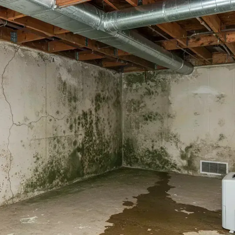 Professional Mold Removal in Apollo, PA